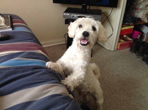 Mi chompa con su pelo corto esperando a ver si lo dejo subir a la cama